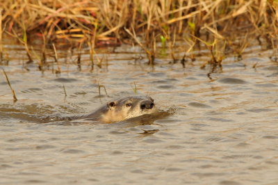 Anahuac NWR 1-27-13 0941.JPG
