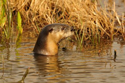 Anahuac NWR 1-27-13 0952.JPG