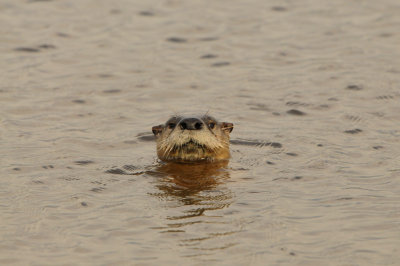Anahuac NWR 1-27-13 0972.JPG