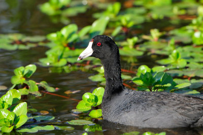 Brazoria NWR 4-12-13 0630.JPG