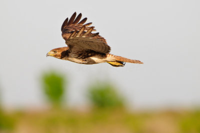 Brazoria NWR 4-12-13 0639.JPG