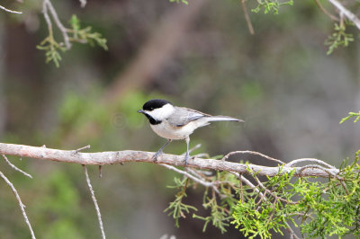 Junction TX 3-29-13 0211.JPG