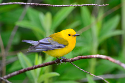 Pronthonotary Warbler