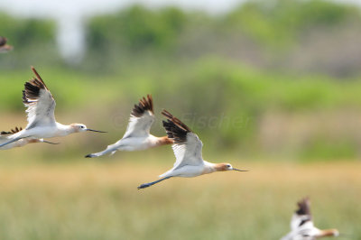 Brazoria NWR 6-30-13 0183.JPG