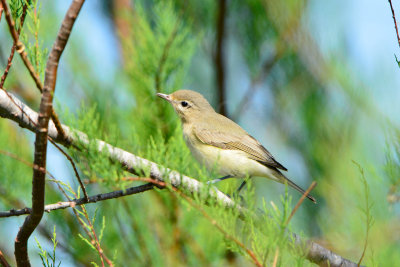 Quintana 4-14-13 0167.JPG
