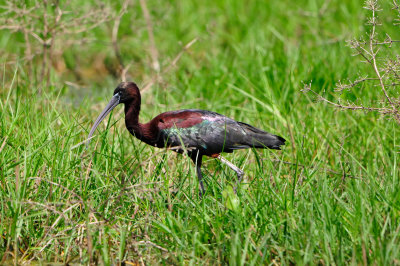 San Bernard NWR 4-12-13 0454.JPG