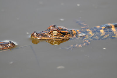 San Bernard NWR 4-12-13 0506.JPG