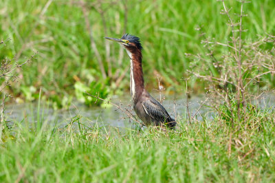 San Bernard NWR 4-12-13 0491.JPG