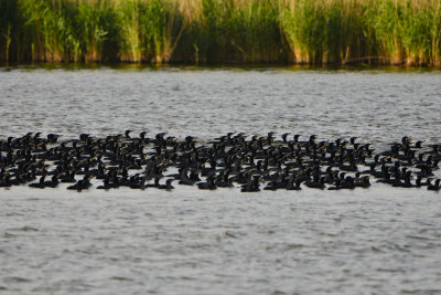 Oostvaardersplassen 6-16-13 0977.JPG