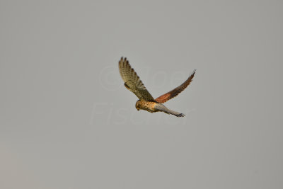 Oostvaardersplassen 6-16-13 1011.JPG