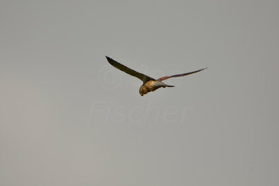 Oostvaardersplassen 6-16-13 1014.JPG