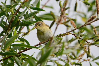 Oostvaardersplassen 6-16-13 1083.JPG