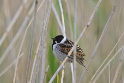 Oostvaardersplassen 6-16-13 1127.JPG