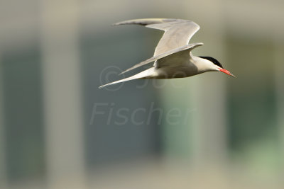 Schipol 6-14-13 0056.JPG