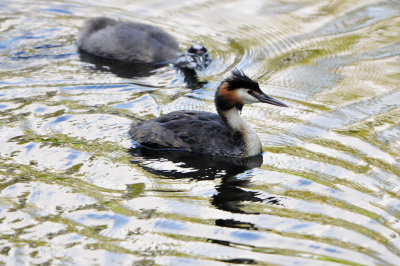 Amsterdam Bos NL 6-10-12 0076.JPG