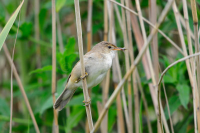 Schipol NL 6-15-12 1302.JPG