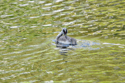 Amsterdam Bos NL 6-10-12 0077.JPG