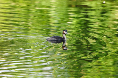 Amsterdam Bos NL 6-10-12 0080.JPG
