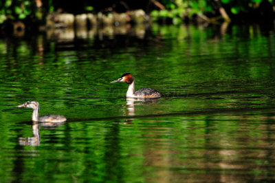 Amsterdam Bos NL 6-10-12 0140.JPG