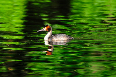 Amsterdam Bos NL 6-10-12 0146.JPG