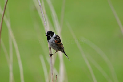 Schipol NL 6-15-12 1368.JPG