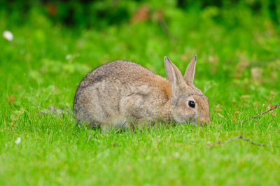 Schipol NL 6-15-12 1250.JPG