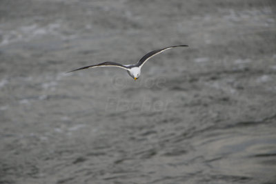 Texel 6-15-13 0300.JPG