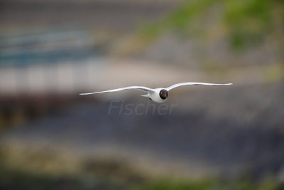 Texel 6-15-13 0308.JPG