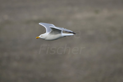Texel 6-15-13 0341.JPG