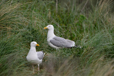 Texel 6-15-13 0498.JPG