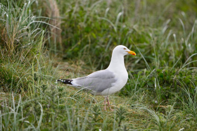 Texel 6-15-13 0506.JPG