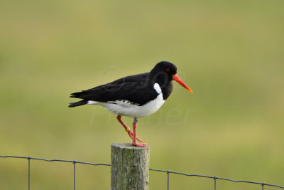 Texel 6-15-13 0375.JPG