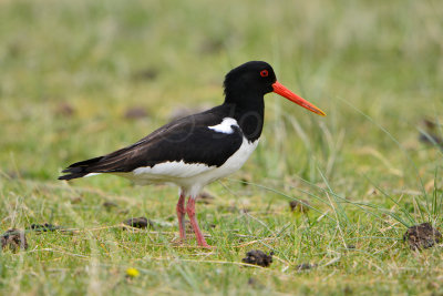 Texel 6-15-13 0573.JPG