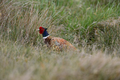 Texel 6-15-13 0389.JPG