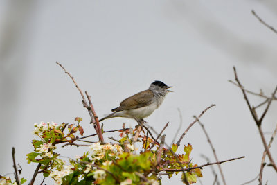 Texel 6-15-13 0521.JPG