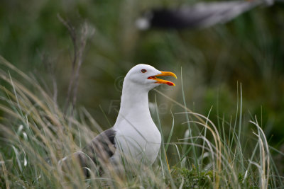 Texel 6-15-13 0502.JPG