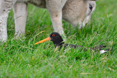 Texel 6-15-13 0603.JPG
