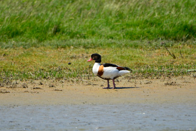 Texel 6-15-13 0716.JPG