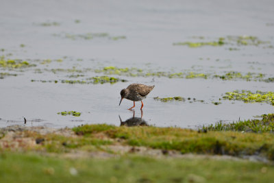 Texel 6-15-13 0583.JPG