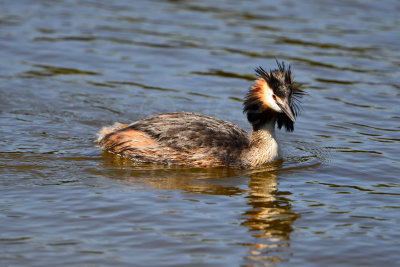 Texel 6-15-13 0710.JPG