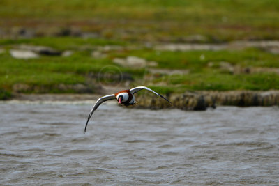 Texel 6-15-13 0913.JPG