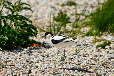 Texel 6-15-13 0714.JPG