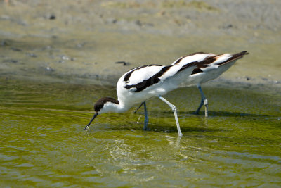 Texel 6-15-13 0724.JPG