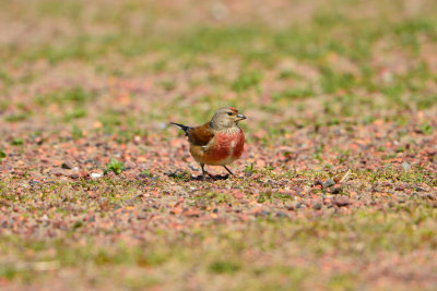 Texel 6-15-13 0862.JPG