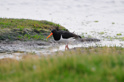 Texel NL 6-15-12 0376.JPG