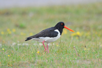 Texel NL 6-15-12 0531.JPG