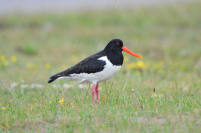 Texel NL 6-15-12 0537.JPG