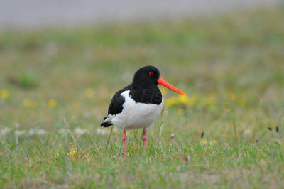 Texel NL 6-15-12 0545.JPG