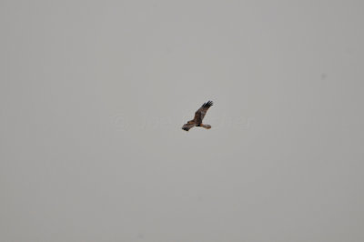 Texel NL 6-15-12 0412.JPG