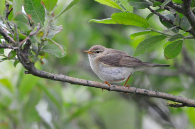 Texel NL 6-15-12 0452.JPG